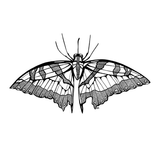 Moth Wings Magnet