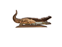 Alligator