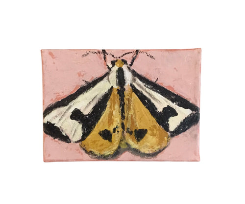 Moth on Pink