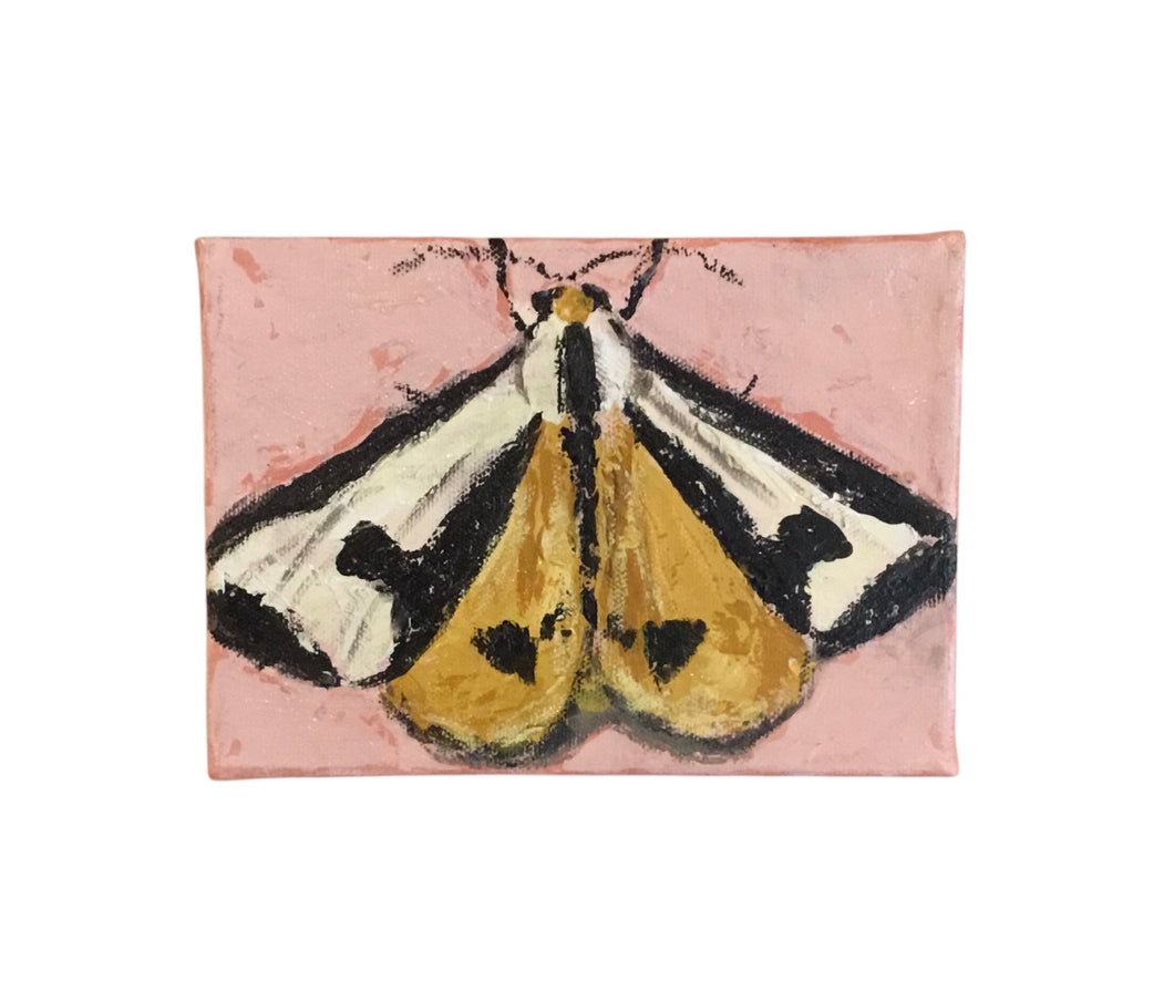 Moth on Pink