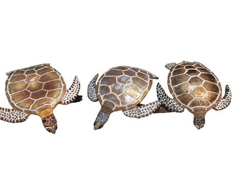 3 Sea Turtles