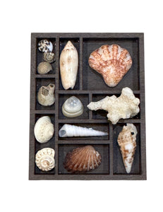 Mini Curio Shelf - Shells and Coral