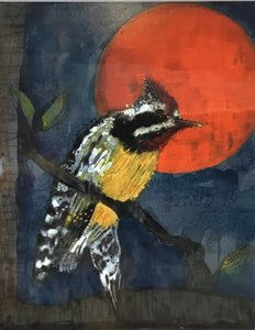 Yellow bellied sap sucker copper moon