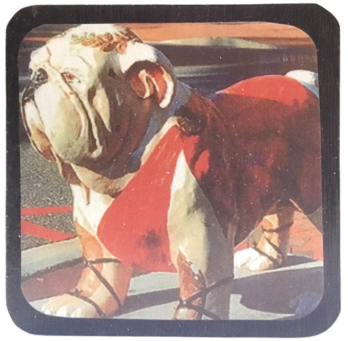 Bulldog