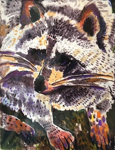 Bonaventure racoon
