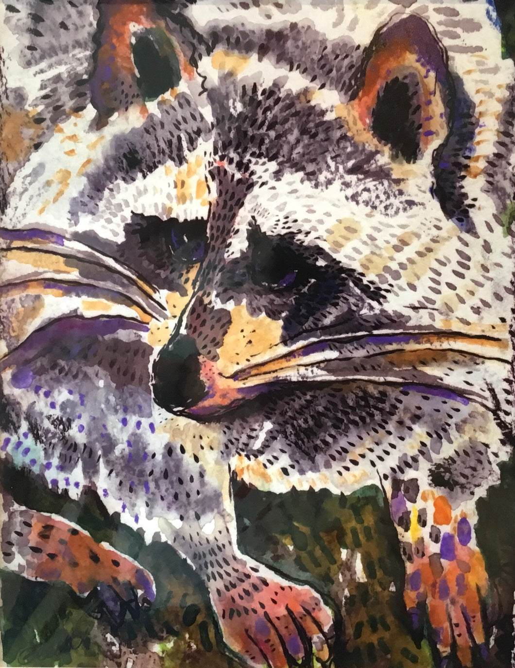 Bonaventure racoon