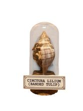 Mini Shell Dome With Octopus