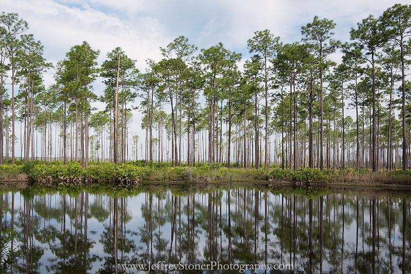 Tall Trees of Georgia