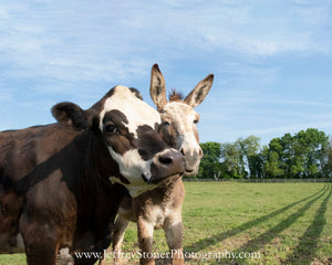 Farmyard Buddies