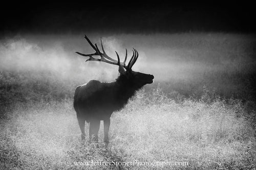 Misty Autumn Morning