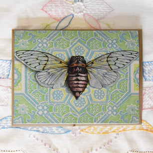 *Notecard - Cicada