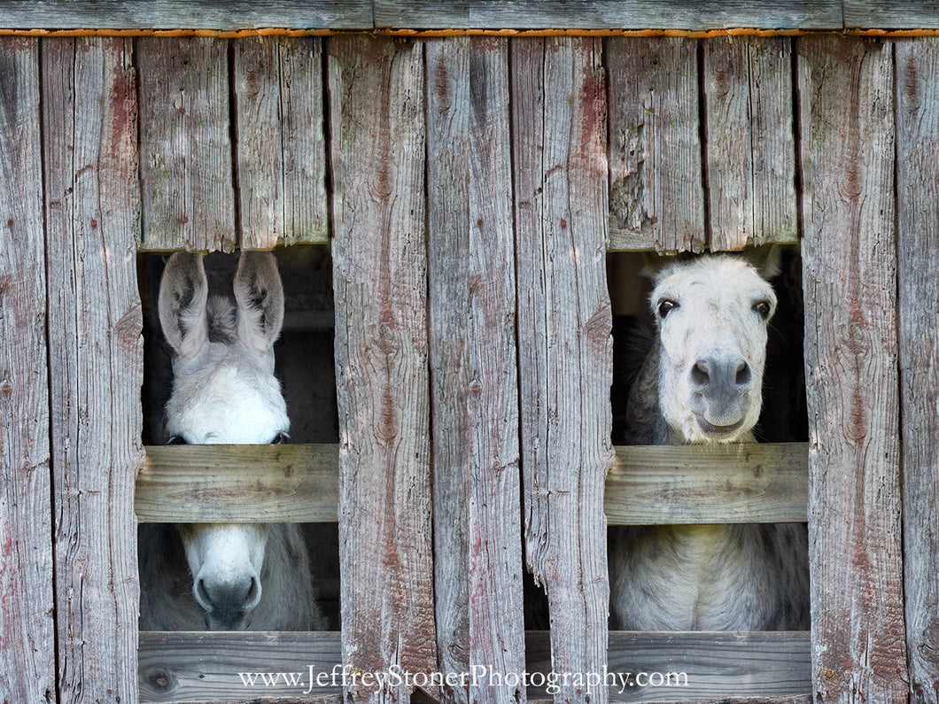 Peek a Boo