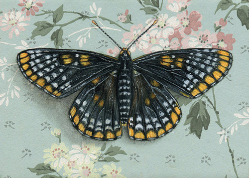 Baltimore Checkerspot