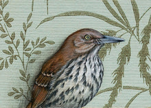 Brown Thrasher