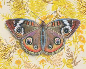 Buckeye Butterfly