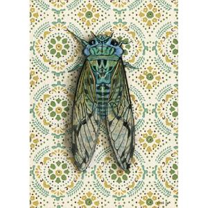 Cicada on white