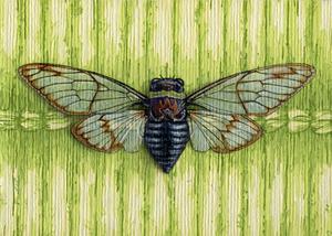 Cicada on green