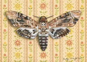 Death's Head Moth
