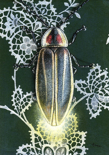 Firefly