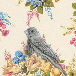 House Finch on white