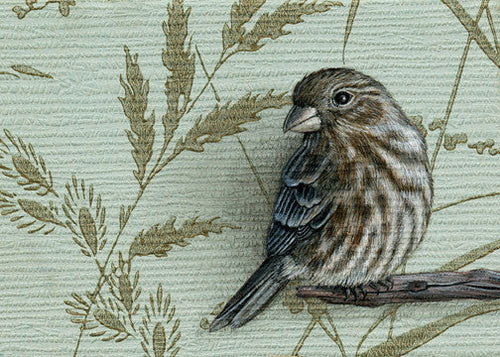 House Finch