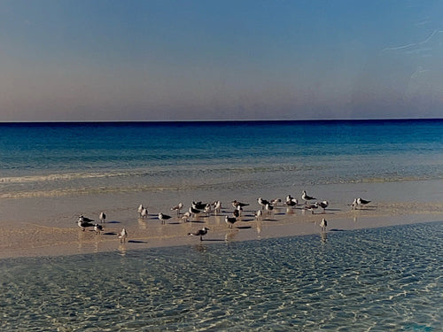 Sand Bar gathering Destin, FL