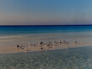 Sand Bar gathering Destin, FL