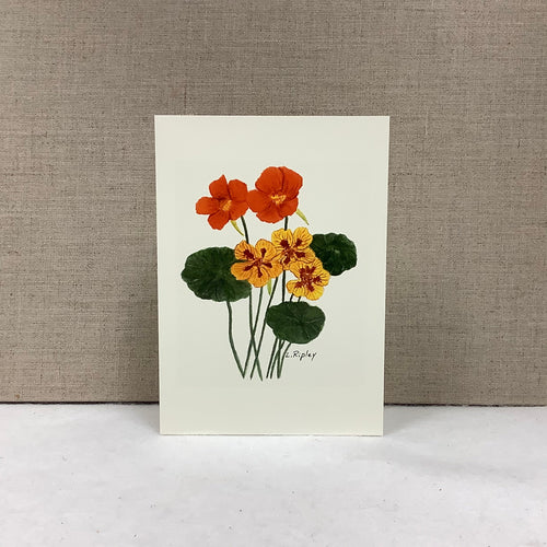 Nasturtium