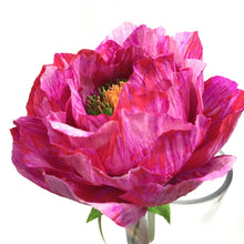 Fuschia Blanchie Flower