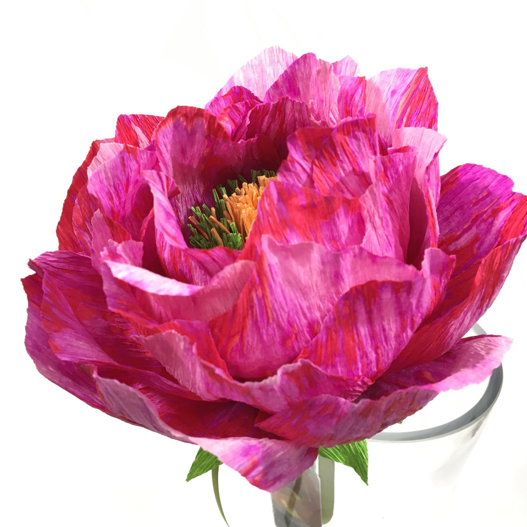 Fuschia Blanchie Flower