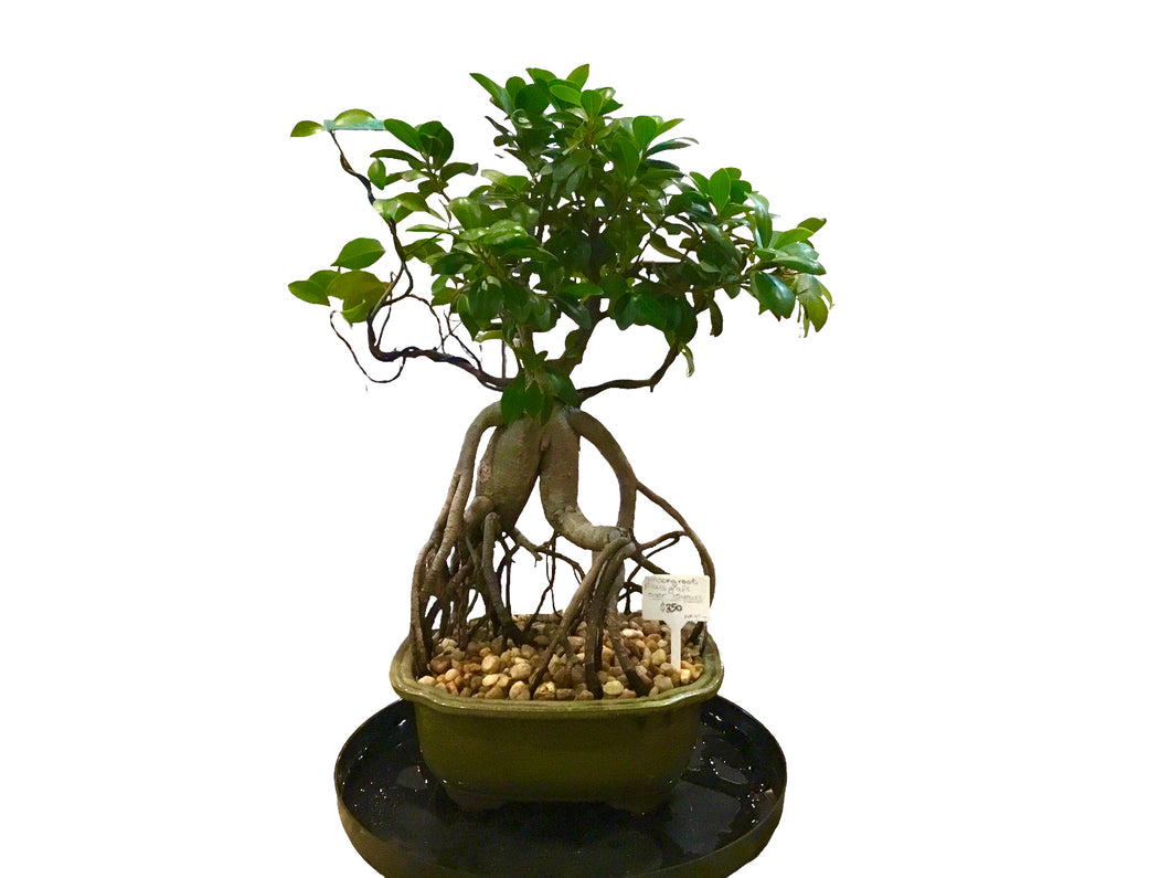 Bonsai Tree