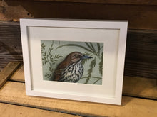 Brown Thrasher