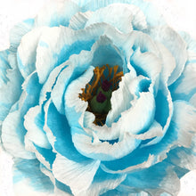 Blue Blanchie Flower