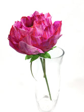 Fuschia Blanchie Flower