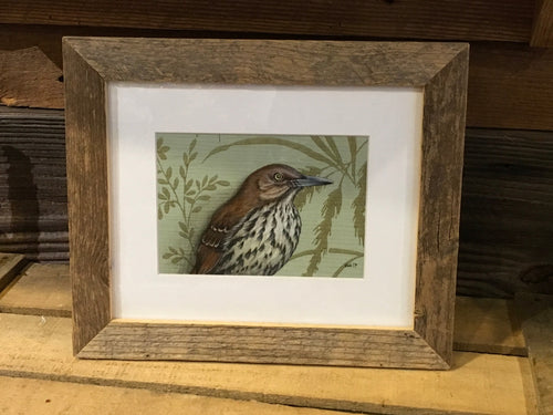 Brown Thrasher - original