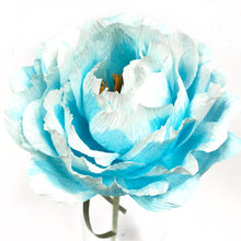 Blue Blanchie Flower