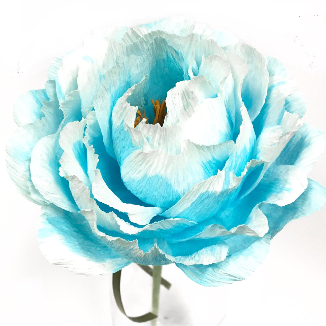 Blue Blanchie Flower