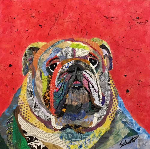 Beau The Bulldog