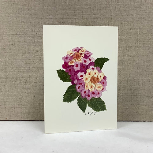 Lantana (Lantana Camera)