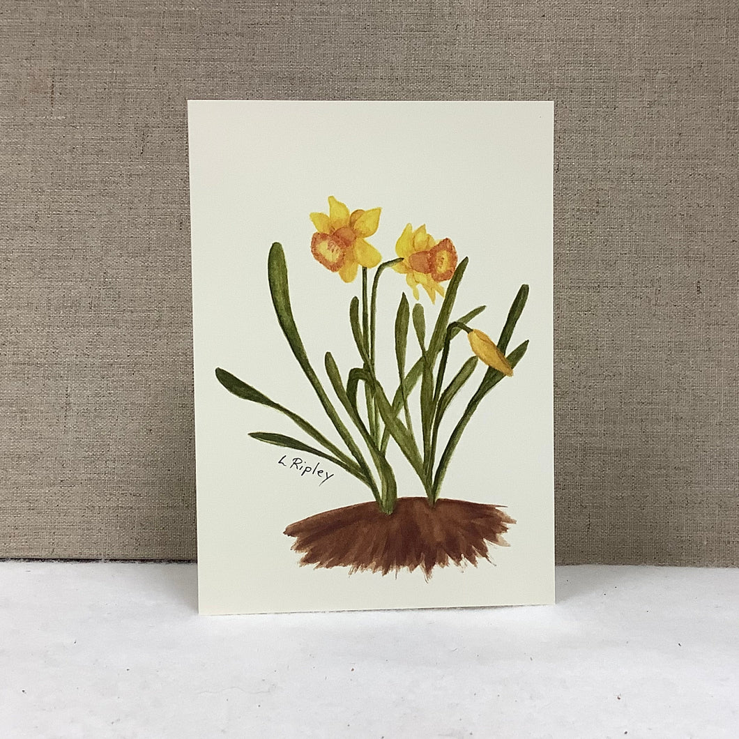 Daffodils