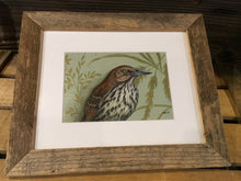 Brown Thrasher - original