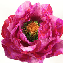 Fuschia Blanchie Flower