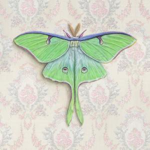 Luna Moth on pink
